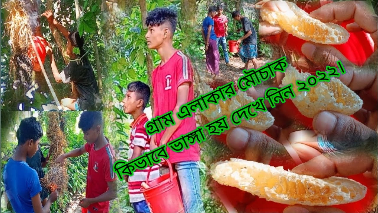 গ্রাম এলাকায় মাচ্ছা মধুর চাক কিভাবে ভাঙ্গা হয় দেখে নিন। মৌচাক ভাঙ্গা ২০২২। মাচ্ছা মধুর চাক ভাঙ্গা।