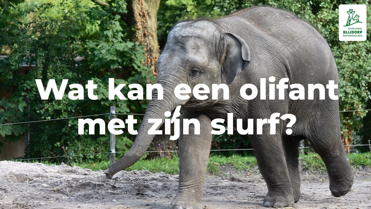 Wat kan een olifant met zijn slurf?