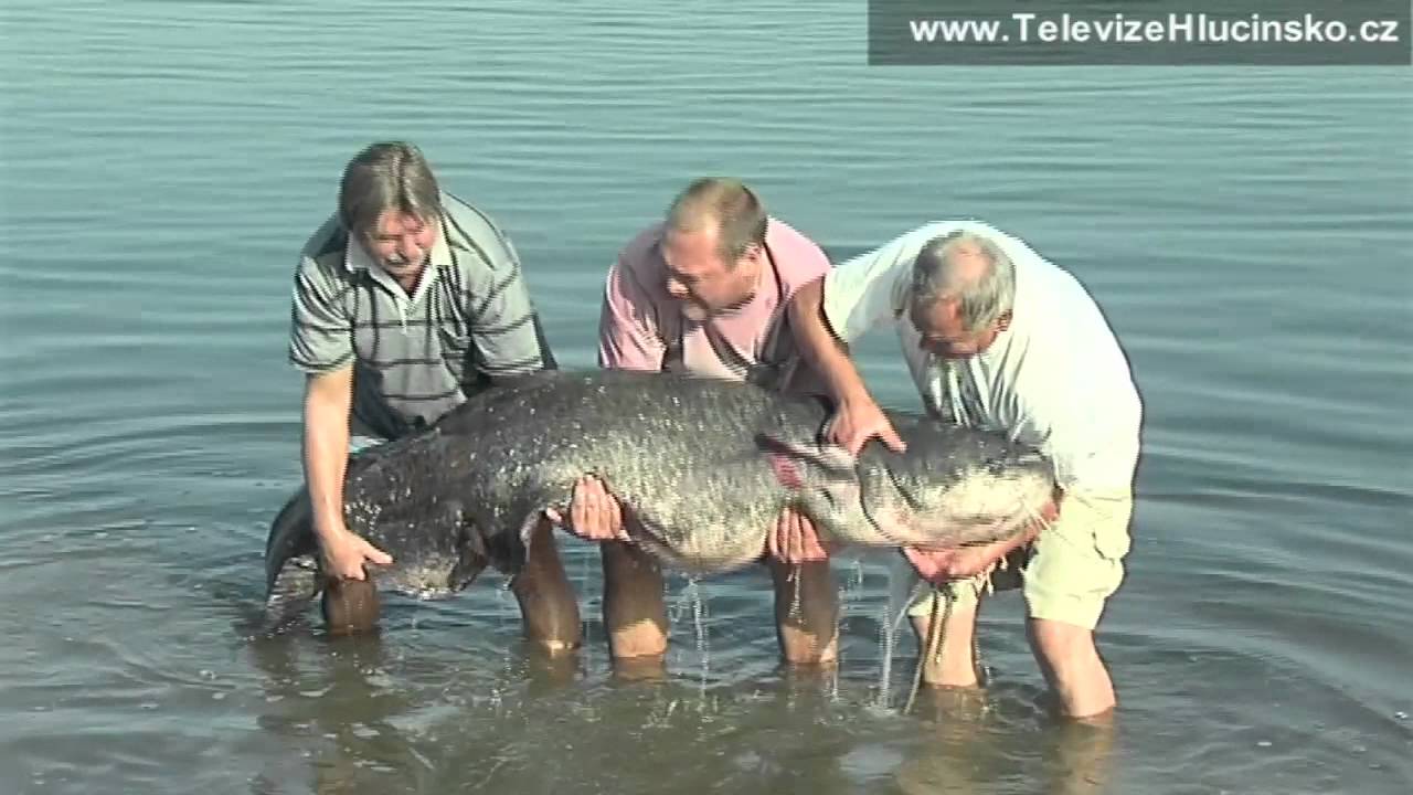 Dolní Benešov: ulovený sumec (18.8.2012)