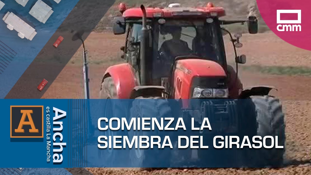 Comienza la siembra del girasol | Ancha es Castilla-La Mancha