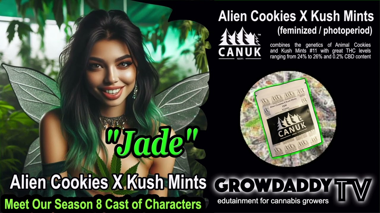 MEET JADE
