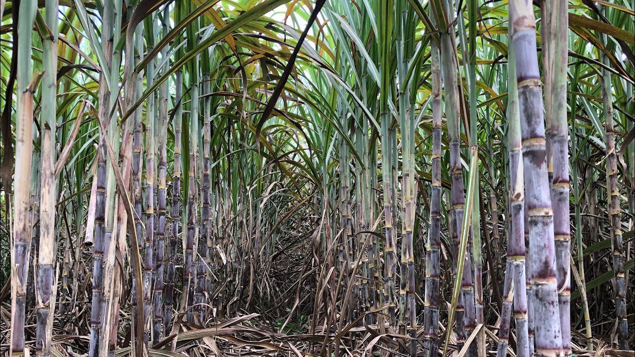 Sugarcane Variety 90 Series | Panalo sa Laki, Panalo sa Kita