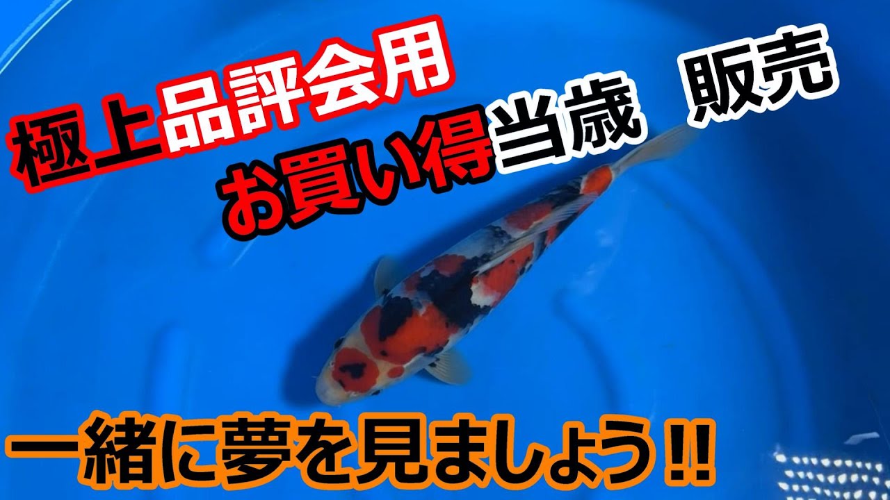 【金太郎錦鯉】　早い者勝ちデスヨ・・・・　#koifarm