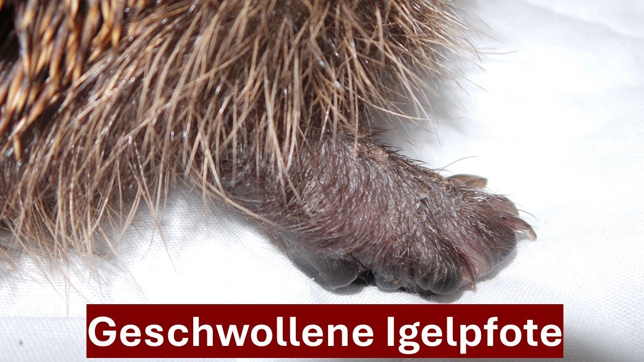Igel 