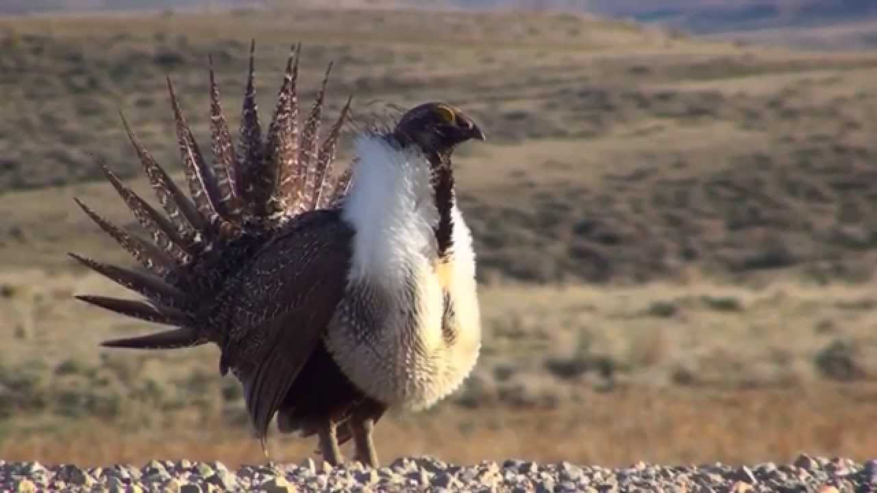 Greater-Sage Grouse