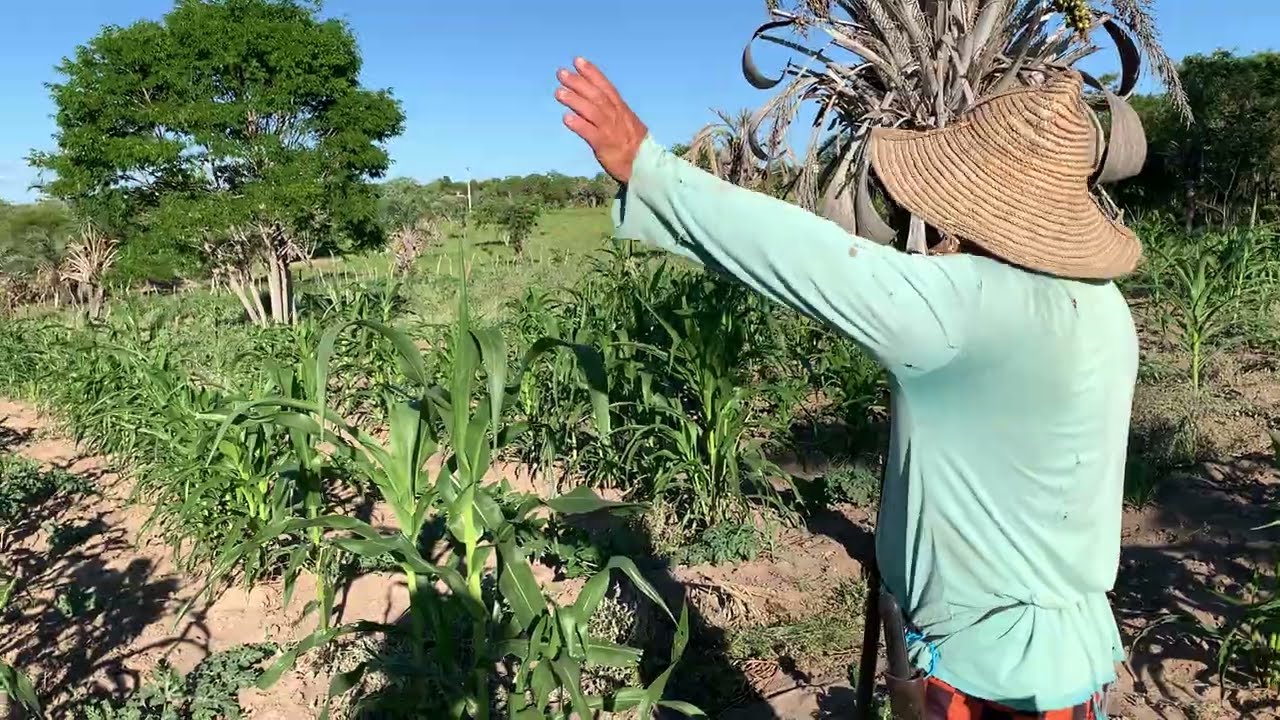 AS ROÇAS ESTÃO ESPERANDO CHUVAS, ESTÁ POUCA NA REGIÃO