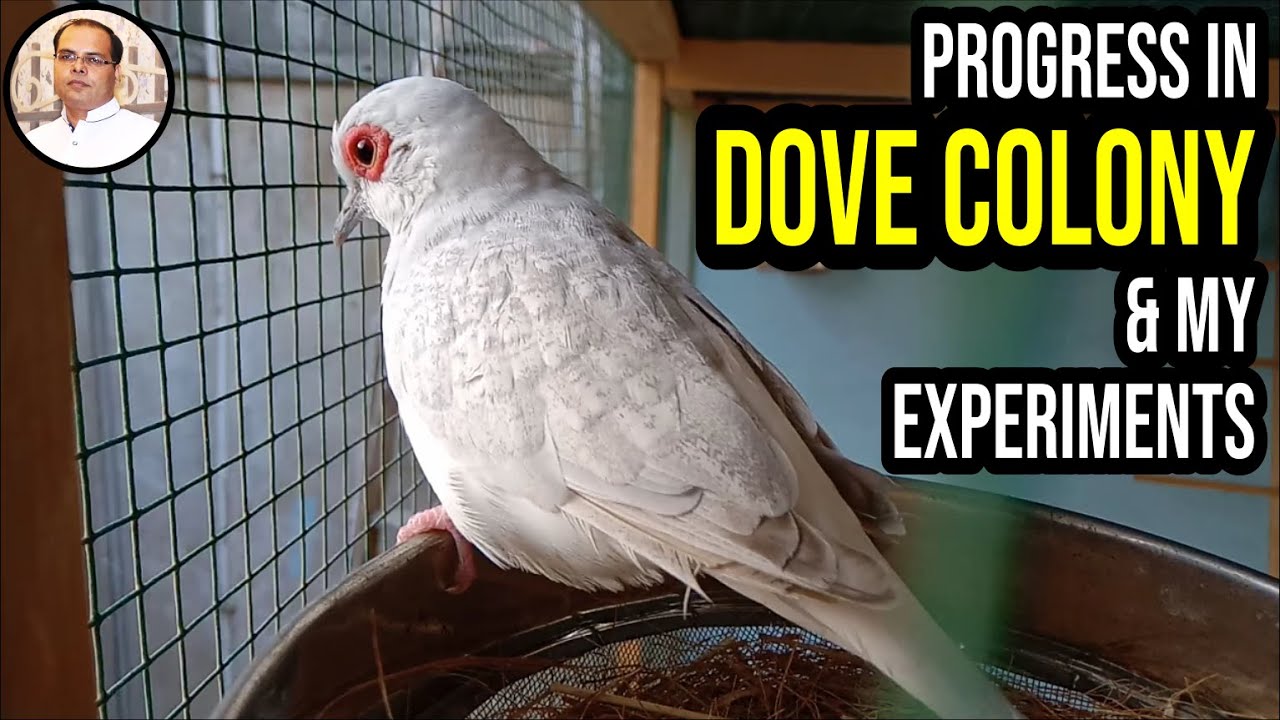 Dove Colony Breeding Result & Progress | Experiment of Dove Colony | Zaheer Birds | Urdu Hindi