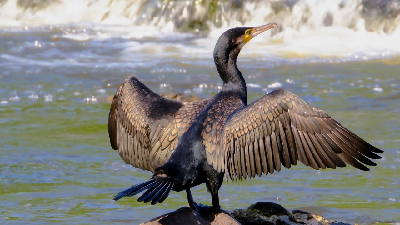 Bird Sound Library | Great Cormorant – Bird Calls & Sounds (Nature Sounds)