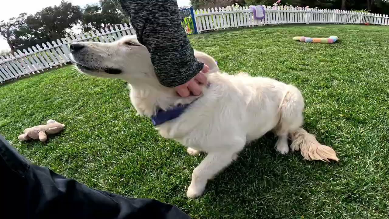 Fancy Farrah is a sweet playful girly girl cream colored golden retriever in training. 