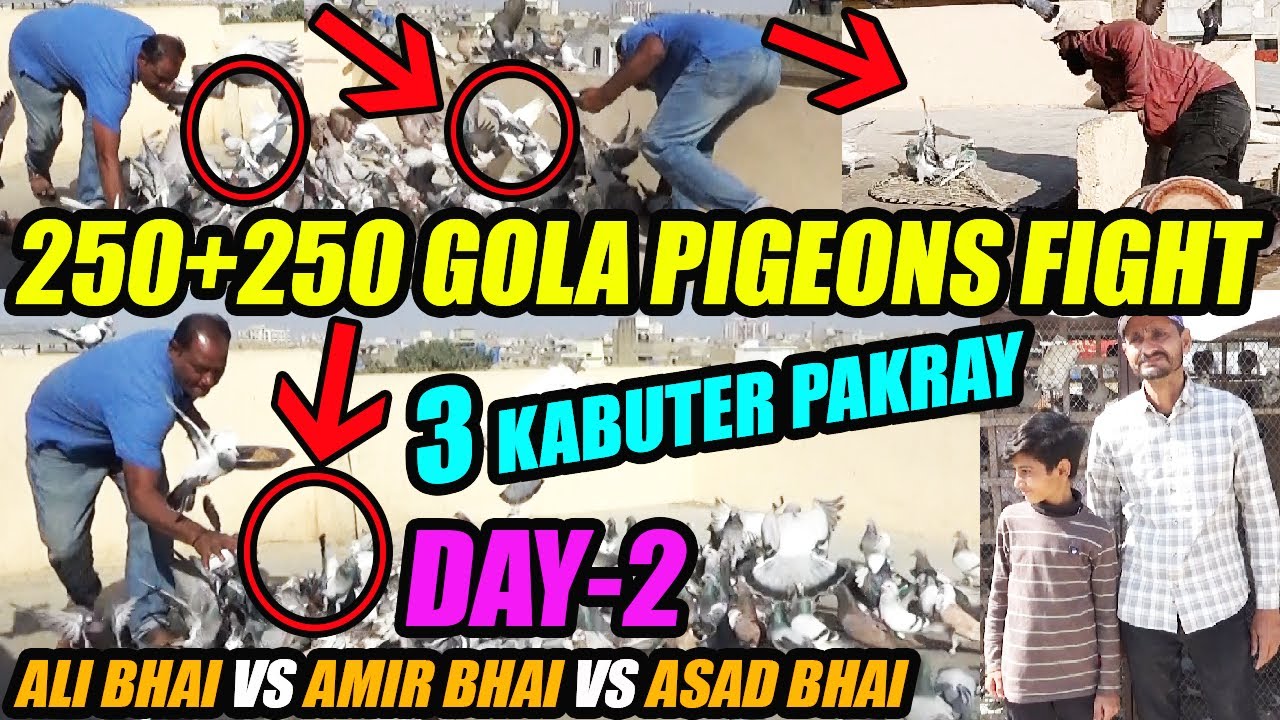 DAY-2 3 Kabuter Pakray 250+250 Gola Pigeon Fight Ali Bhai VS Amir Bhai VS Asad Bhai Kabooter Laraya