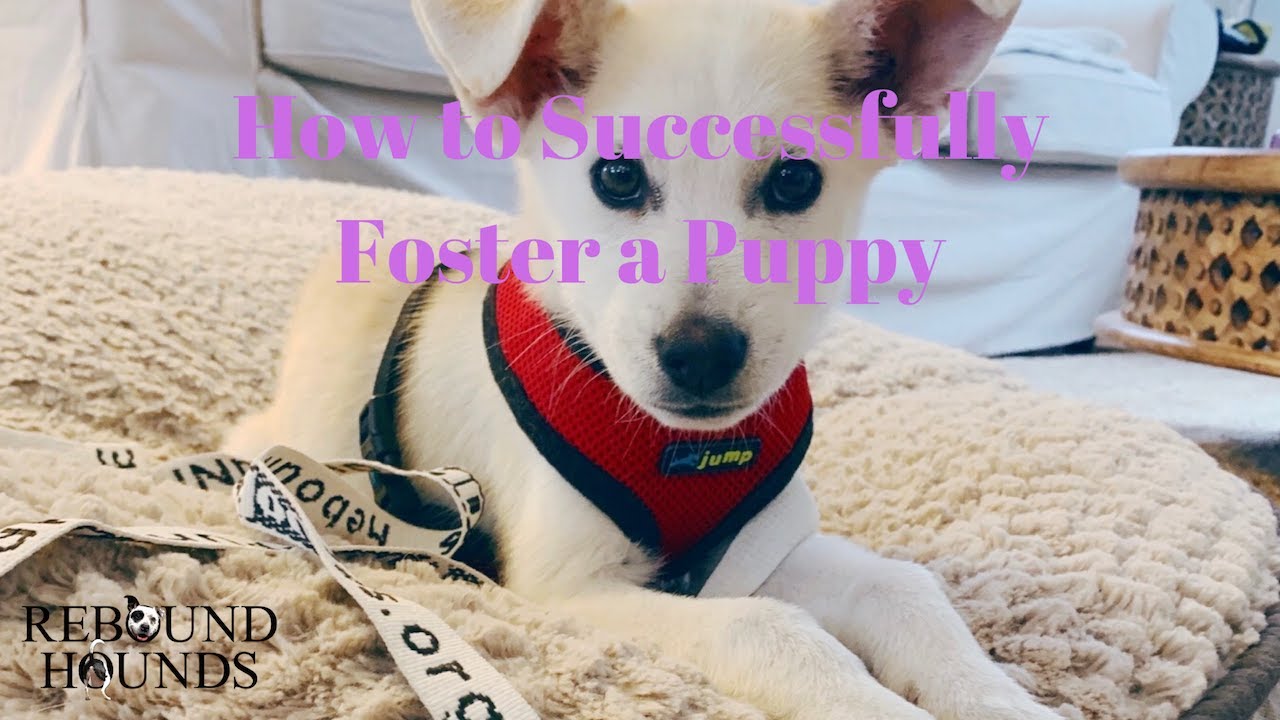 How to Successfully Foster a Puppy