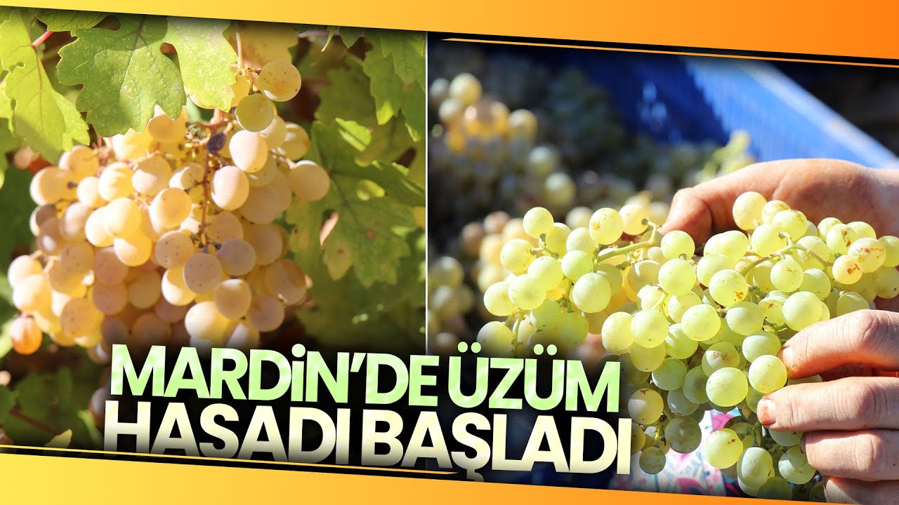 Mardinli Üzüm Üreticisi Kuraklığa Rağmen Rekolteden Memnun