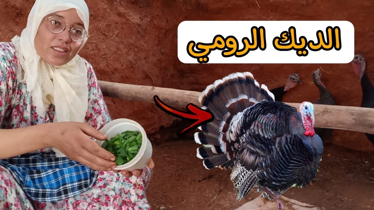 تربية الديك الرومي بيبي في البادية شنو وكلاتهوم سميرة اليوم وشنو الحصيلة د البيض لهاد النهار