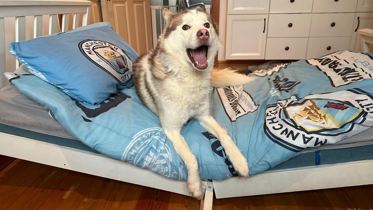 Hilarious Talking Husky Argues When He Breaks My Sons Bed! He Really Says Sorry!