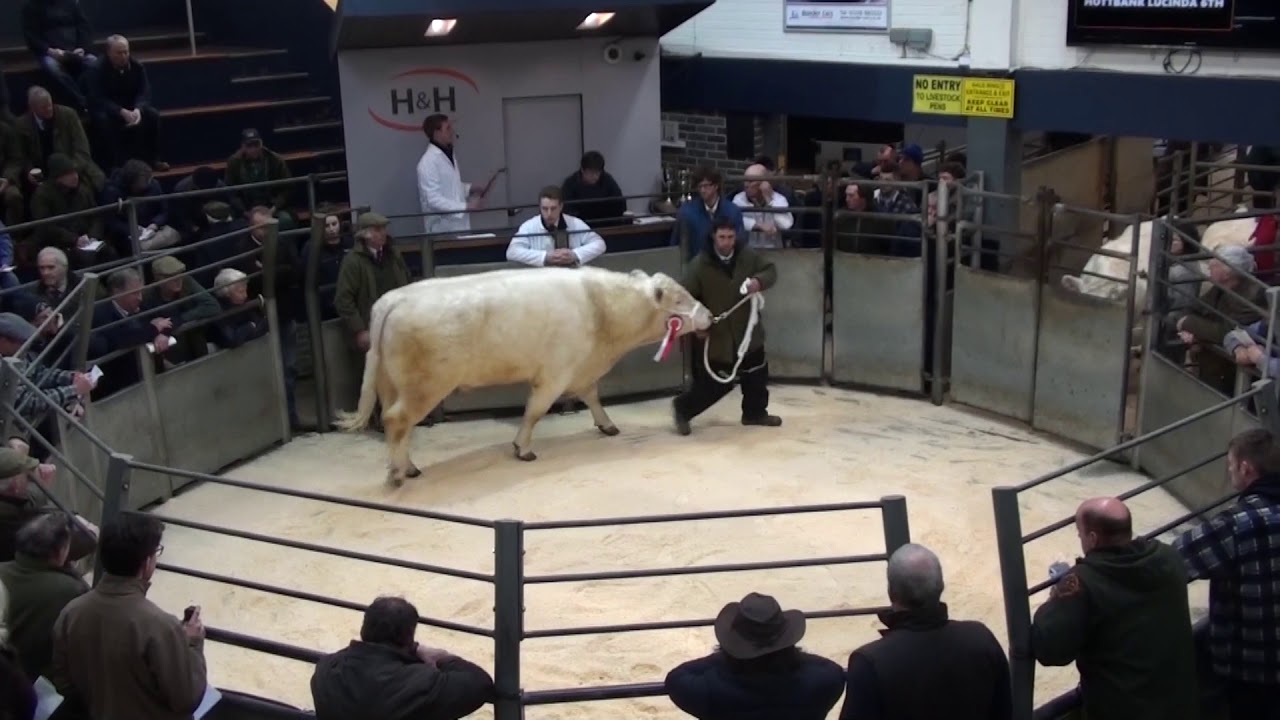 Hottbank Shamrock Whitebred Shorthorn Bull 5,000gns
