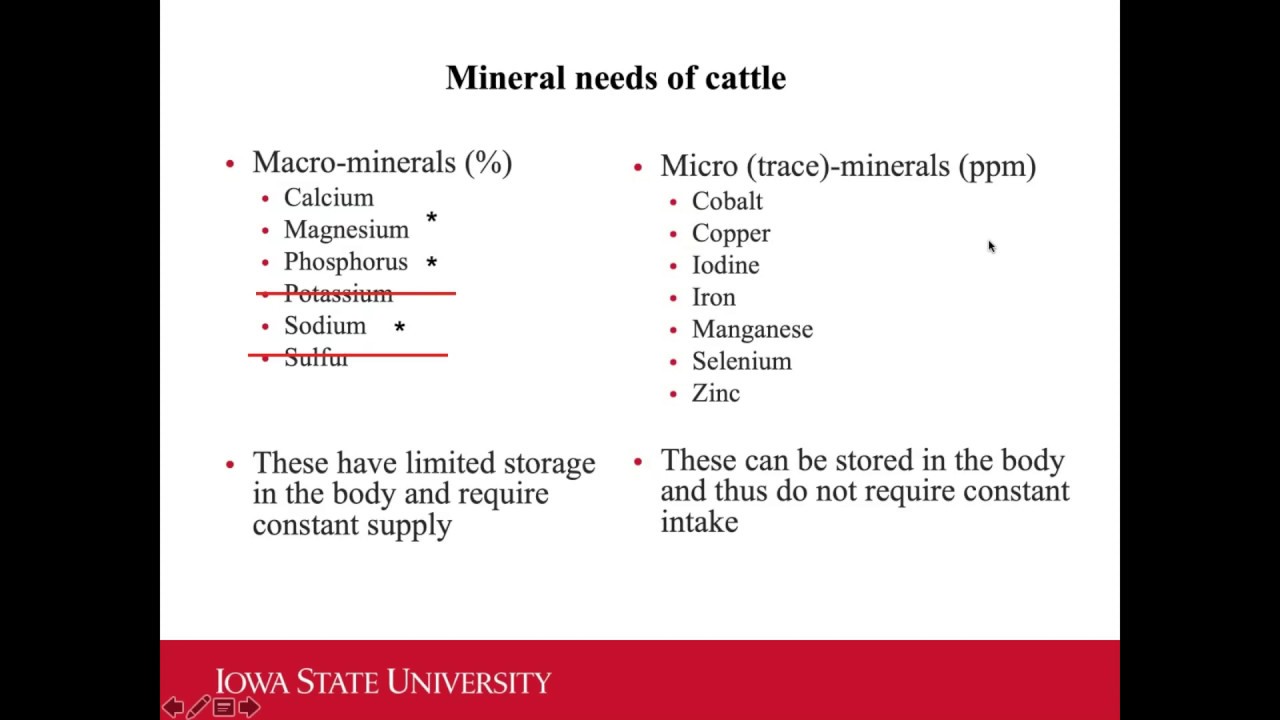 NCBA's Cattlemen's Webinar Series - Mineral Nutrition 101- Beef Cattle Basics