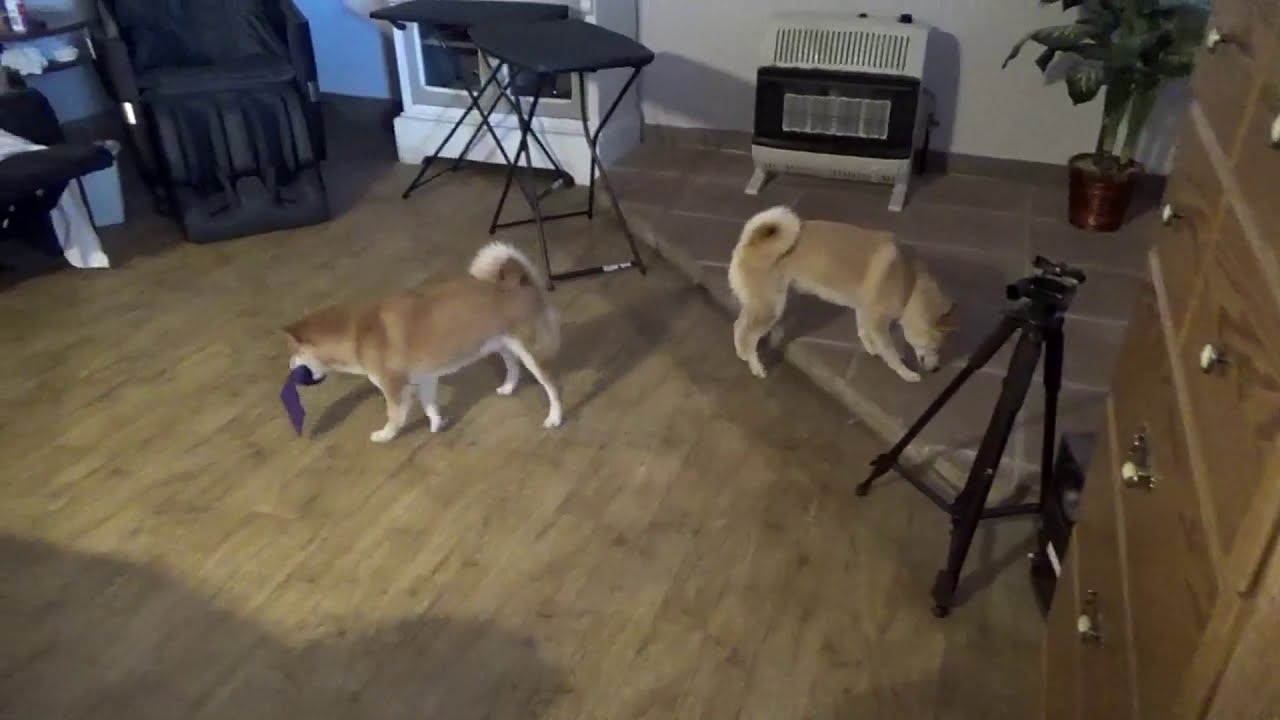 Shiba Inus in new home
