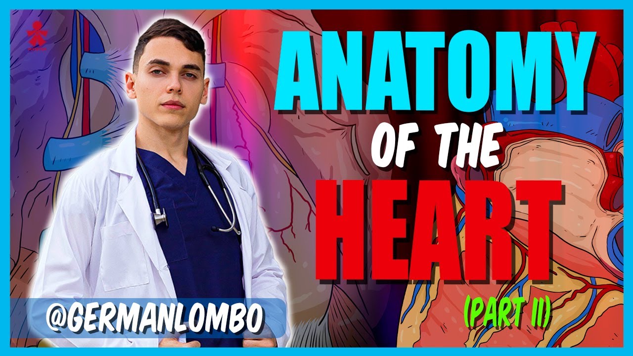 PART 2 - ANATOMY OF THE HEART