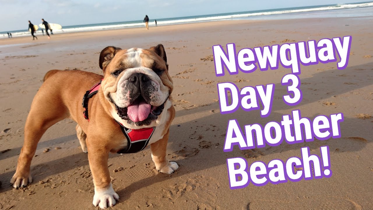Peppa The Bulldog Newquay Travel Day 3