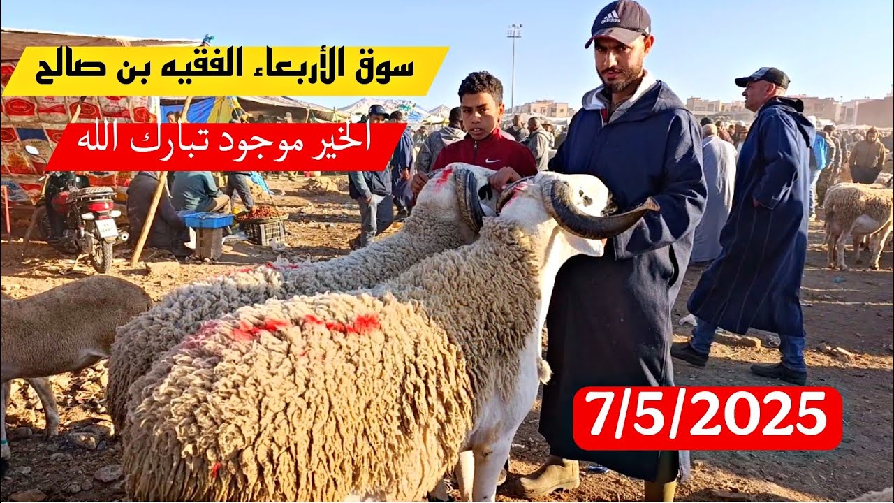 مباشرة من سوق الأربعاء الفقيه بن صالح الحولي والحولية والنعجة تاريخ 7/5/2025 مع الأثمنة 🐑🐏
