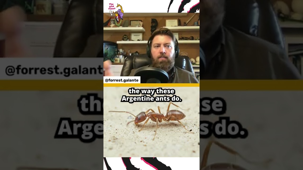 Kill These Ants If You See Them