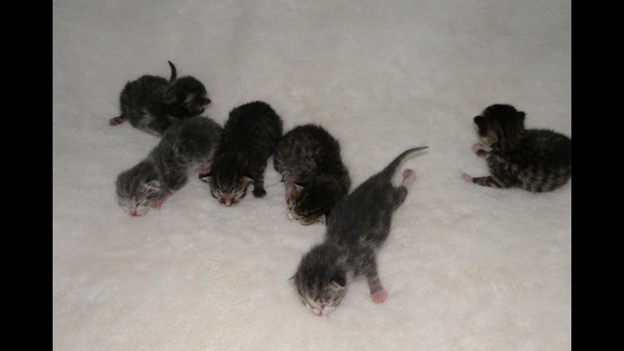 Cat Mia Snow, Newborn Kittens, Season2 Episode3