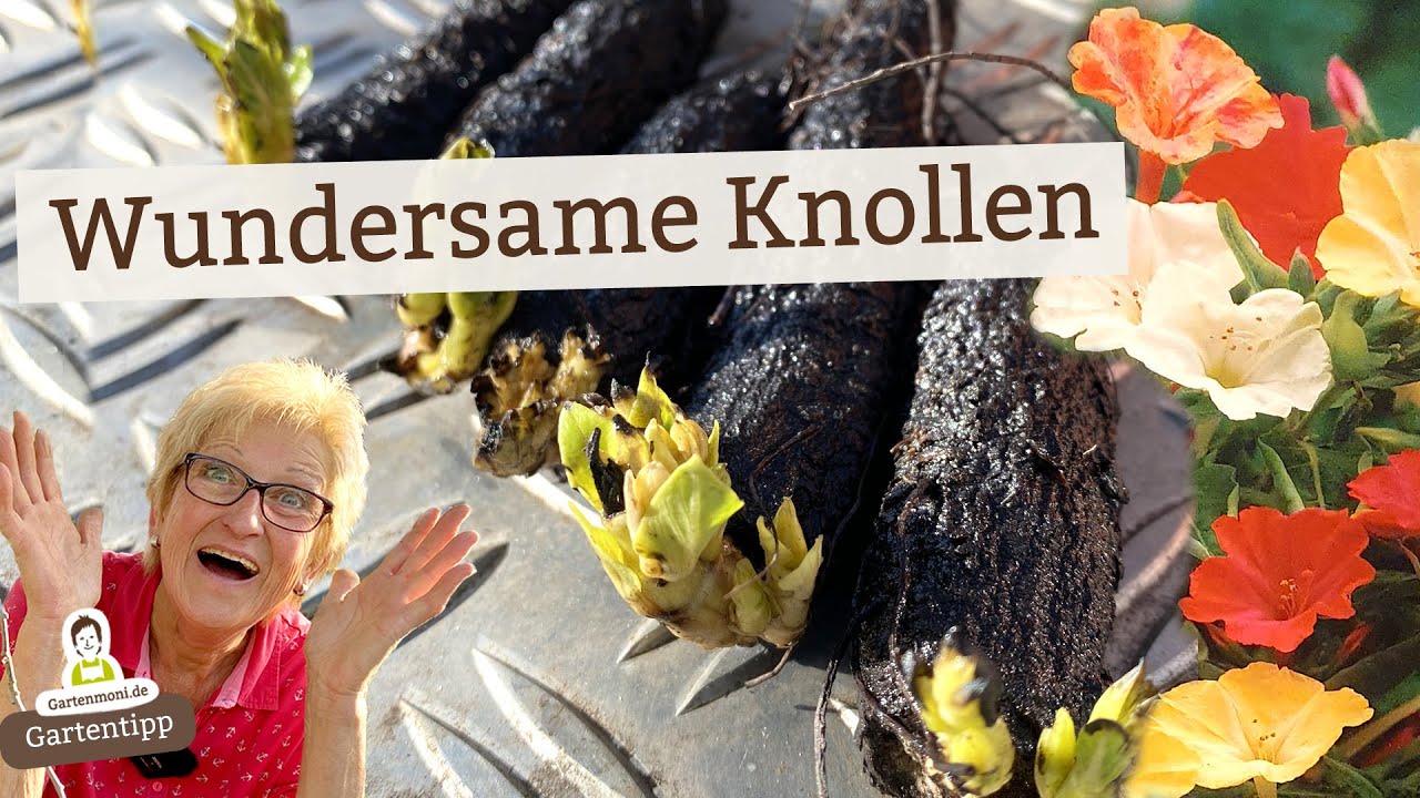 In diesen Knollen steckt ein Farbwechsel-Wunder!