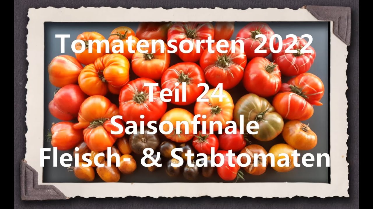 Tomatensorten 2022 Teil 24 - Saisonfinale