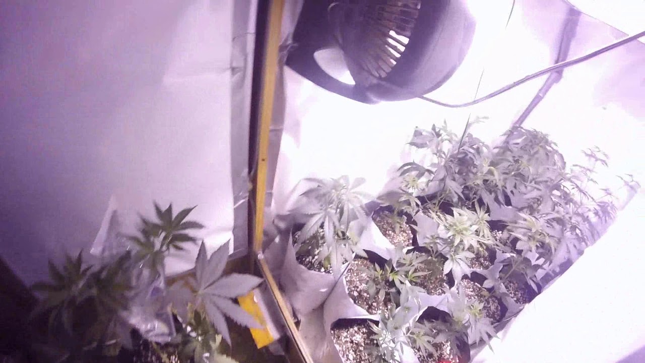 OMMP CANNABIS INDOOR FLOWER DAY 24