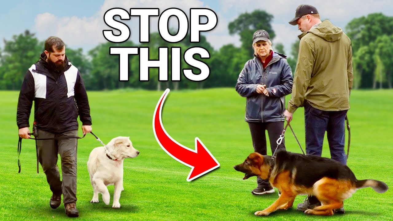 The Single FASTEST Way to Stop Your Dog's Aggression on Leash