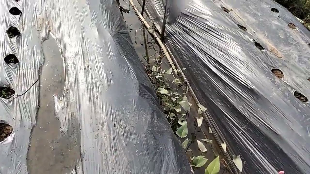 Nay 27/ tháng chạp. E mới về ,nhớ đồng ruộng quá nên phải ra ngay hít thở ngay Ac ơi.