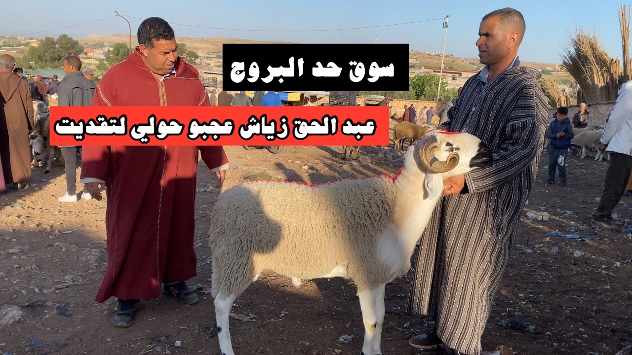 مباشرة من سوق حد البروج ابني امسكين مع التمن حولي والنعجة تصوير بتاريخ 27/04/2025