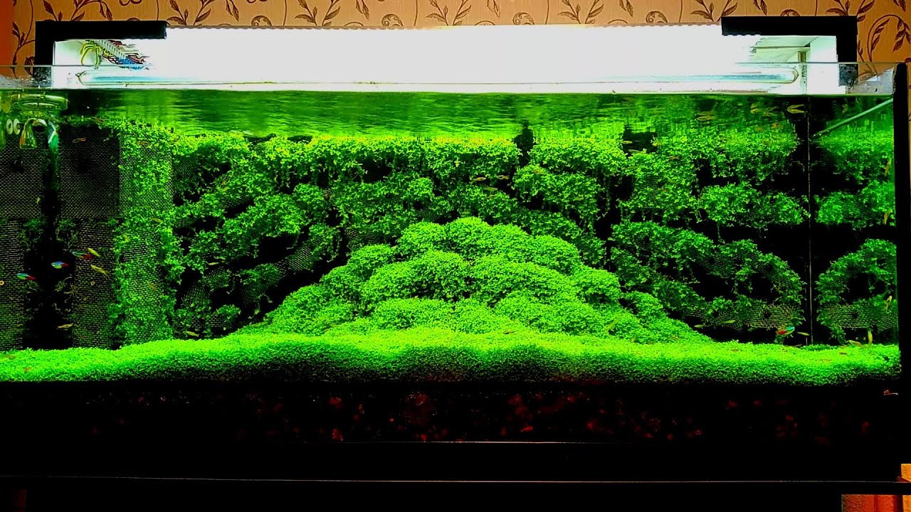 Живой задний фон аквариума /Live aquarium background