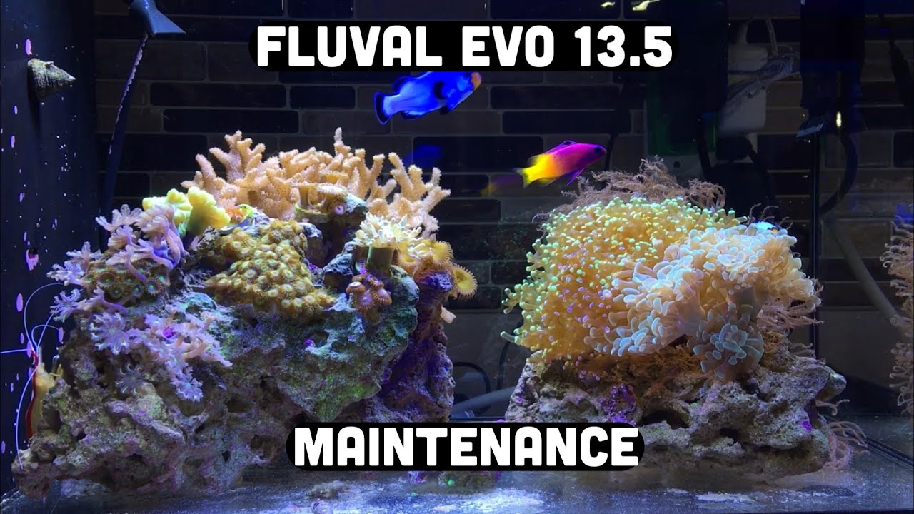 Fluval Evo 13.5 water change and weekly maintenance!