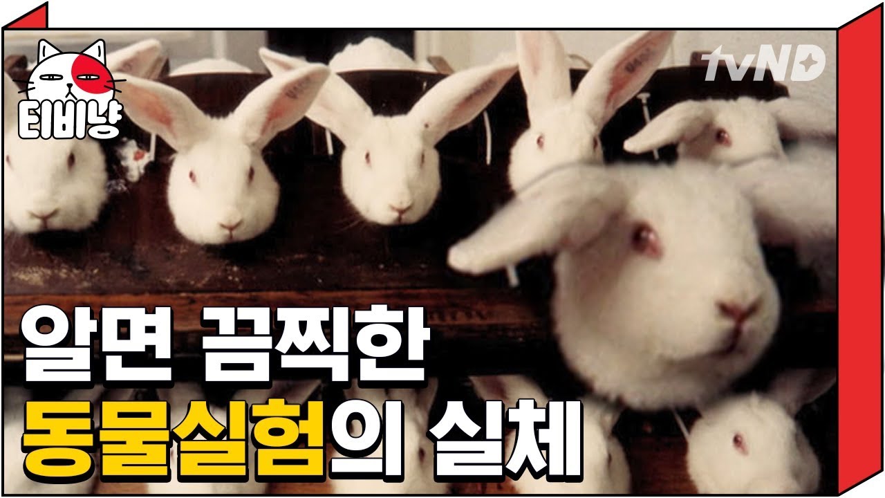 [티비냥] 욕실에 있는 화장품 다 버릴까? 동물 실험 없는 브랜드 알아야 하는 이유! | 프리한19 181120 #05
