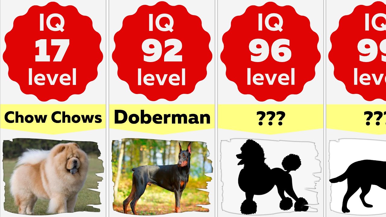 Comparison: Smartest Dog Breeds Ranking | Most Intelligent Dog Breeds In The World