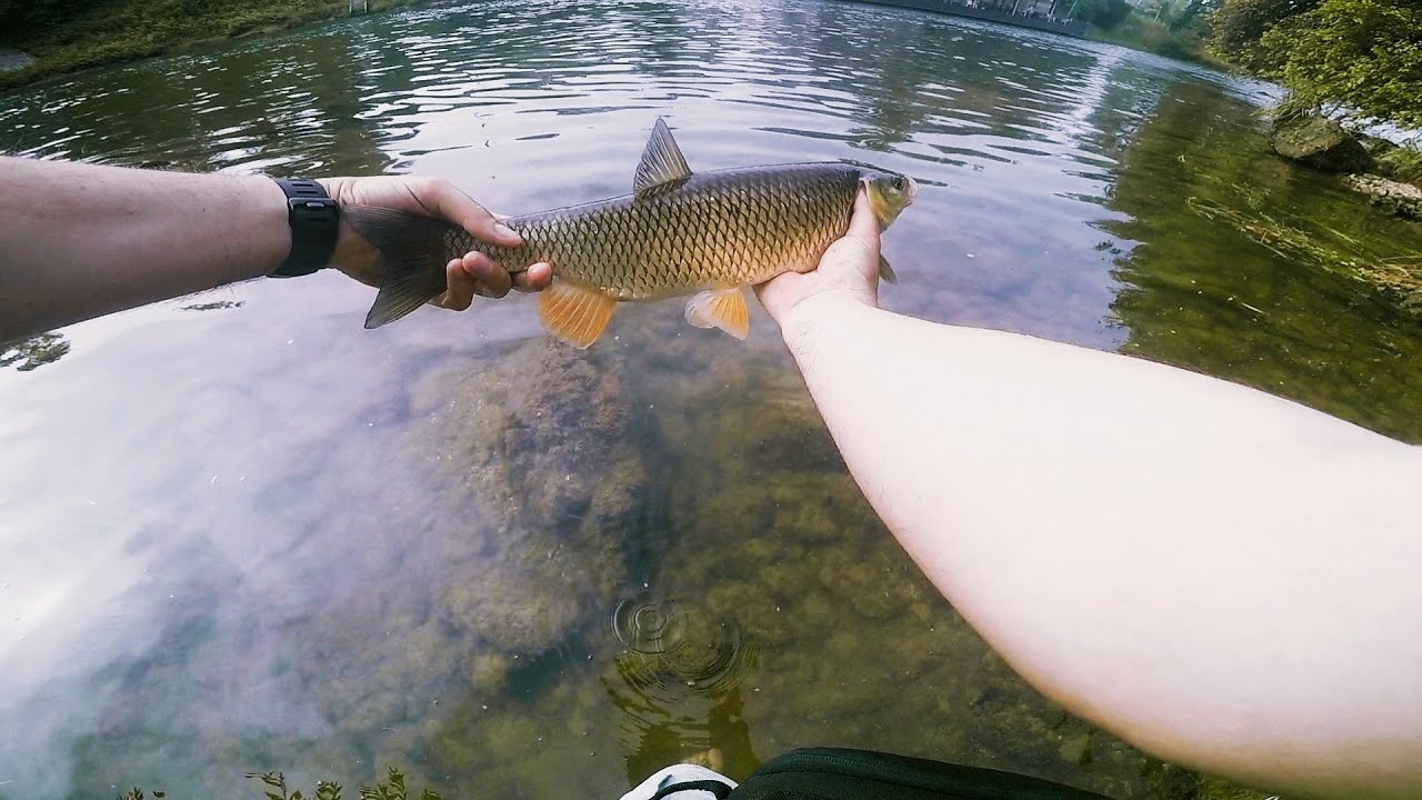 Banjaluka river Vrbas chub fishing 21.06.2021.