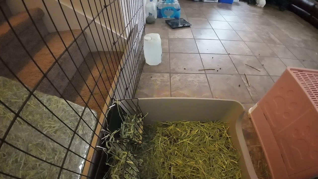 Free Roam Bunnies