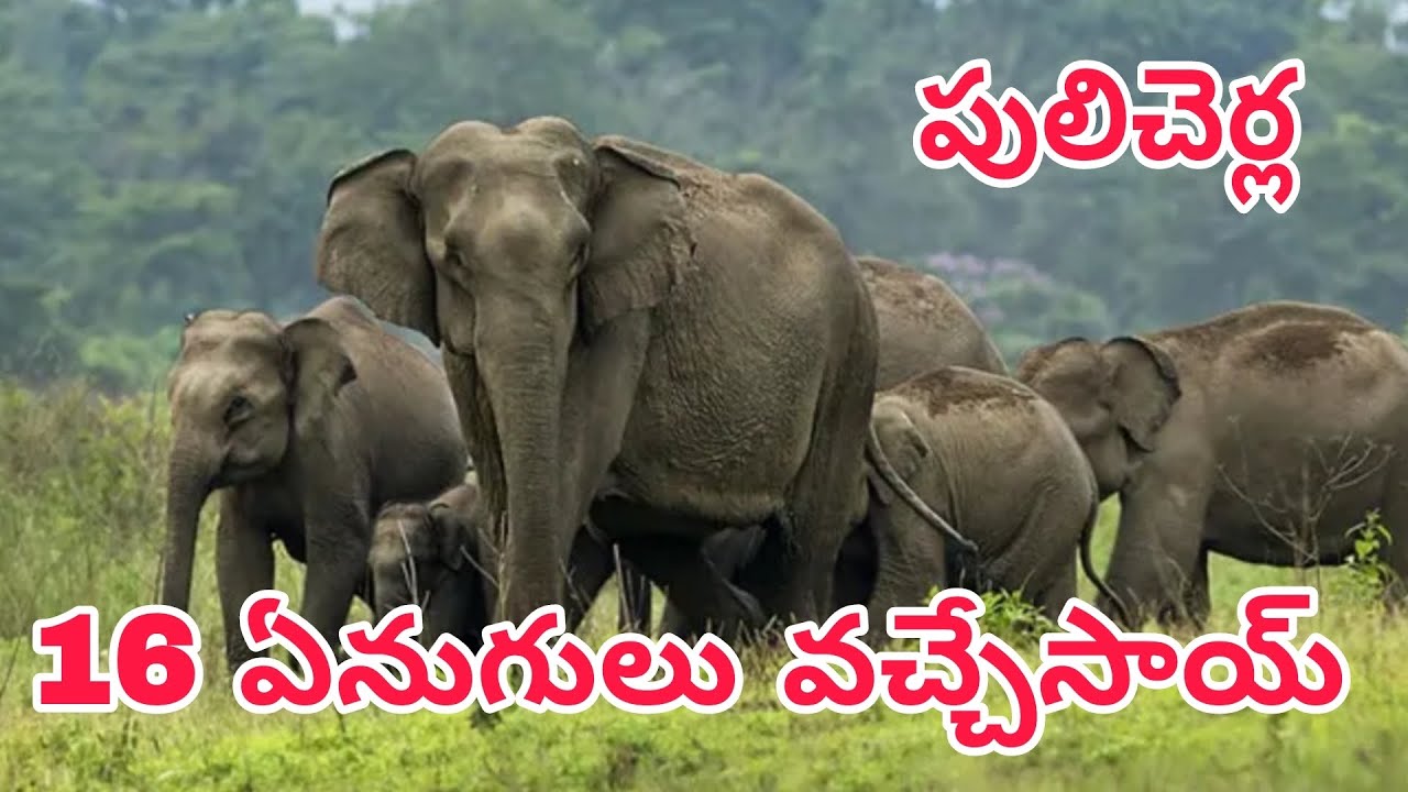 16 ఏనుగులు వచ్చేస్తాయి : రైతులారా తస్మాత్ జాగ్రత్త..!