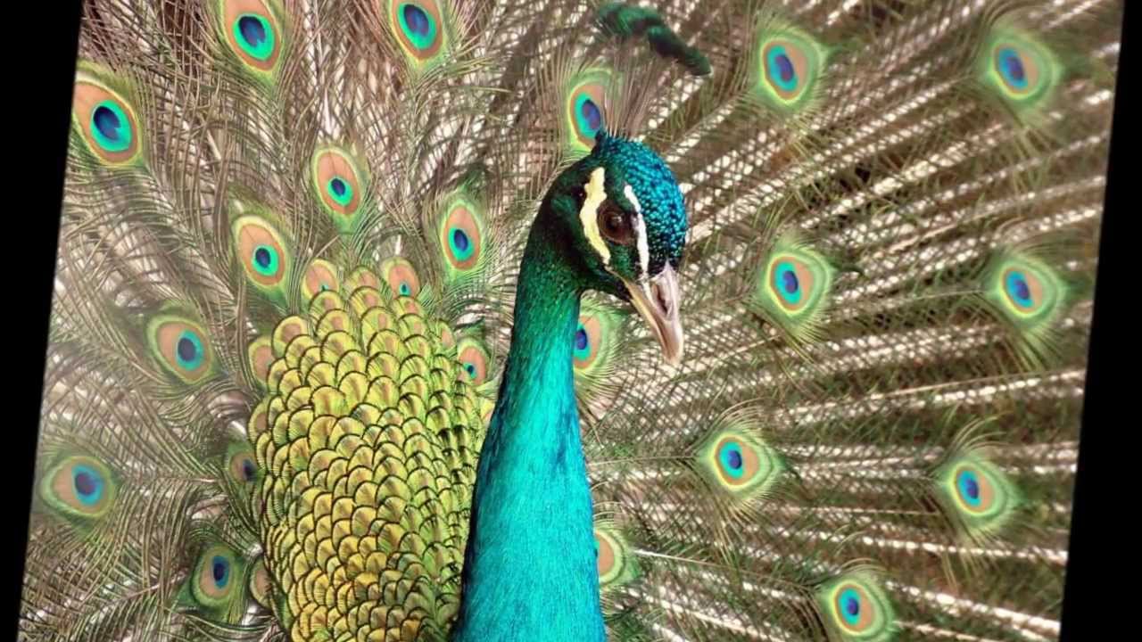 Pav&atilde;o Misterioso