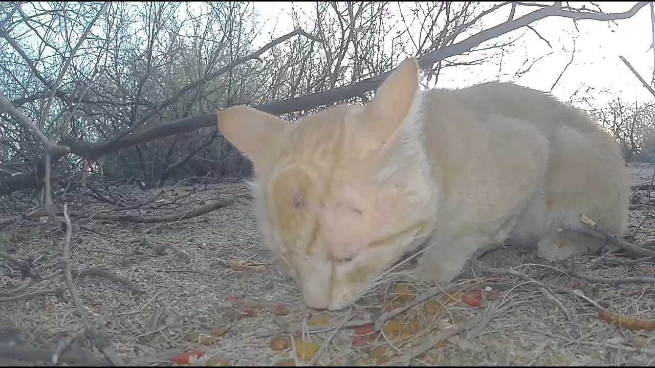 Orange Cat at Tamarax June 25 2025 530 AM