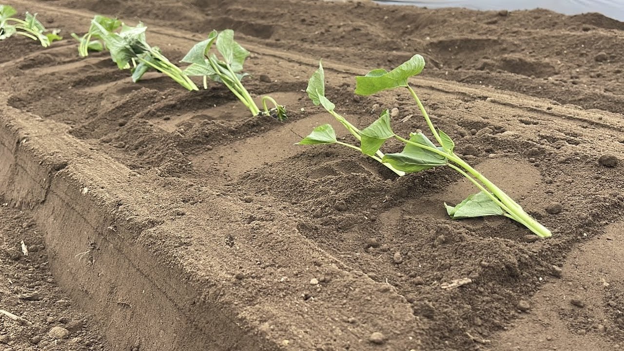 さつまいも苗はマルチしないで植えると良く育つ！？【さつまいも栽培】23/4/27