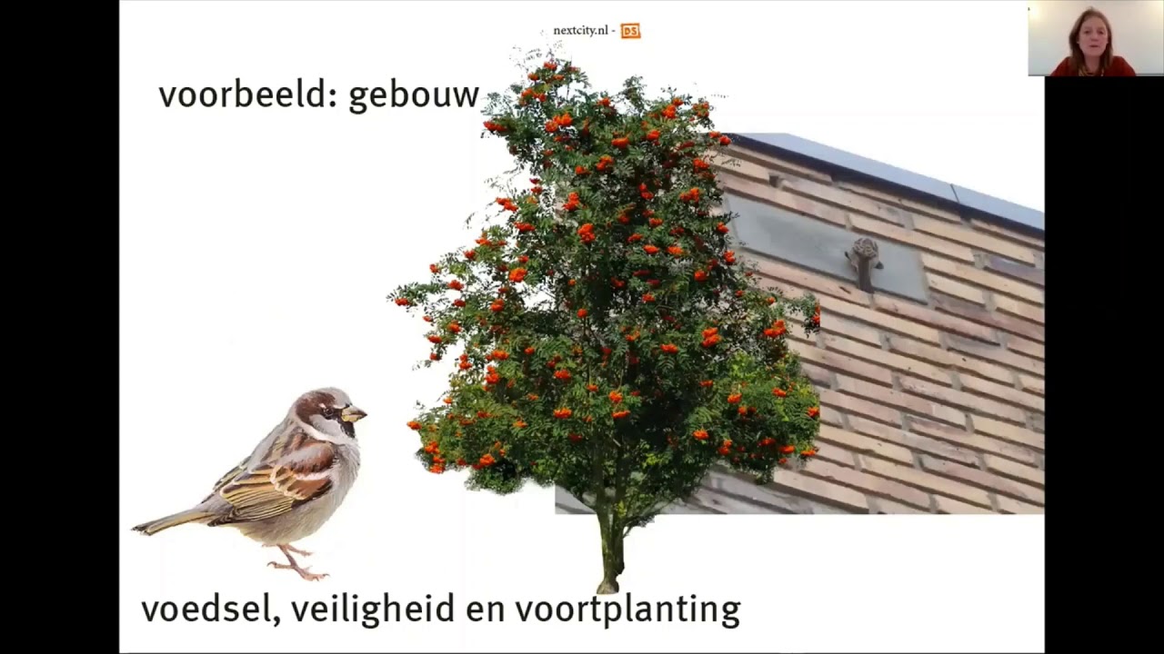 Webinar Natuurinclusief Bouwen presentatie Maike van Stiphout