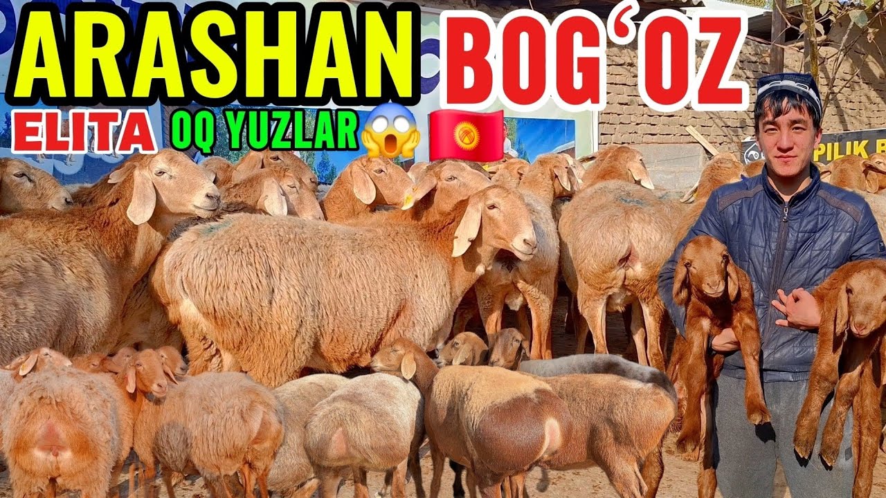 DOPPILI BOLA SINDIRVORDI😱ARASHAN BOGʻOZ GIGANT EGIZAKLAR NARH TUSHDI😱🇰🇬