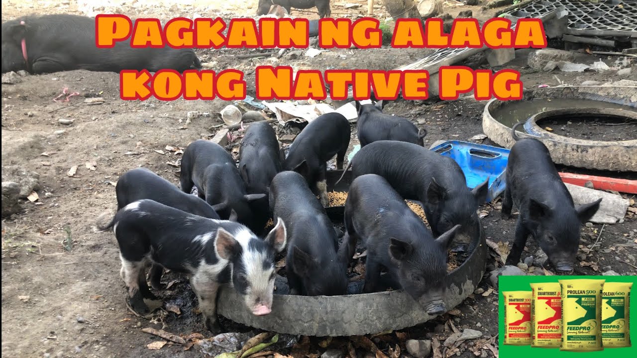 Pagkain ng alaga kong NATIVEPIG/Baboy/FEEDPRO/FEEDING GUIDE.