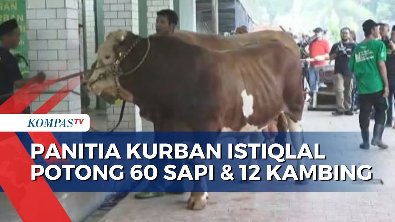 Sapi Presiden Jokowi Jadi yang Pertama Disembelih di Masjid Istiqlal Jakarta