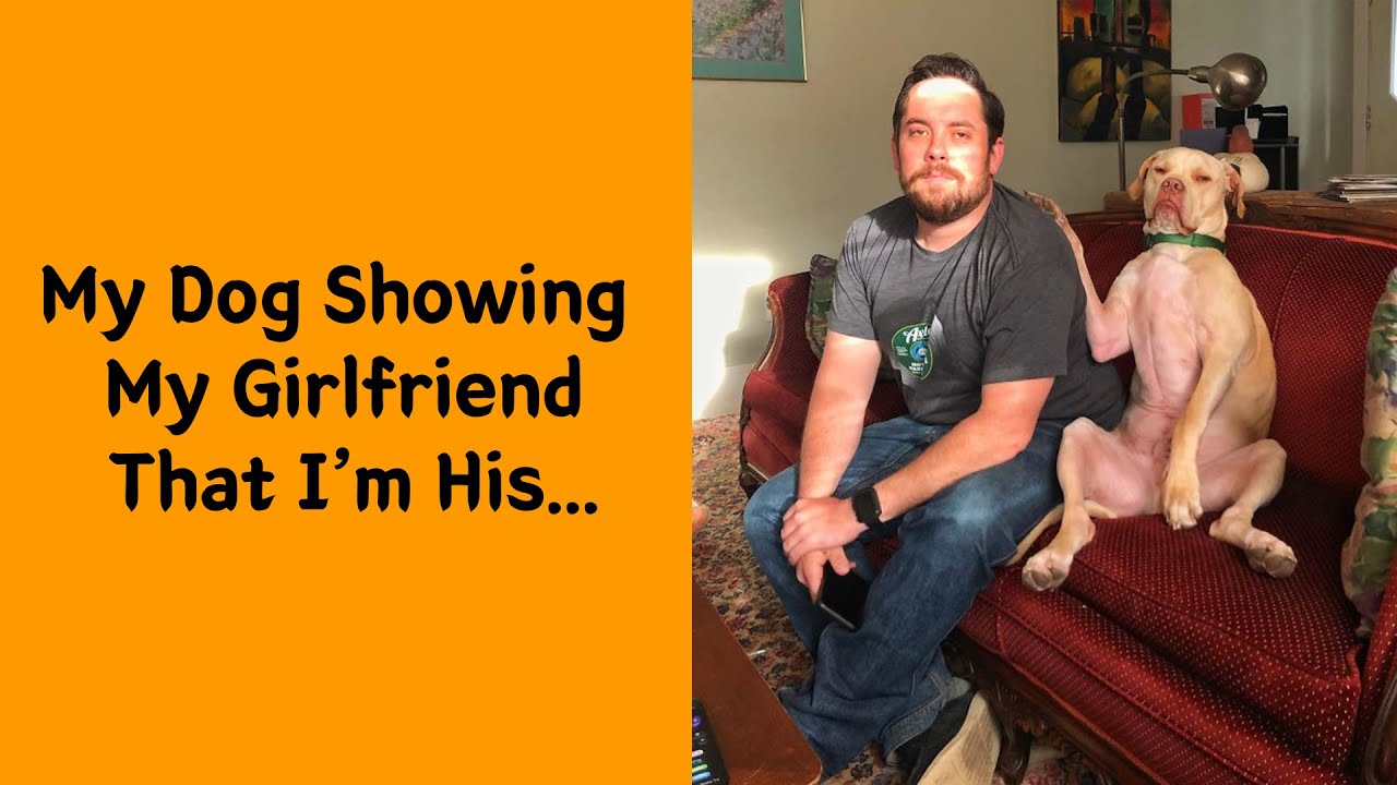 50 Dogs Caught In The Act Of Being Pure Comedy Gold
