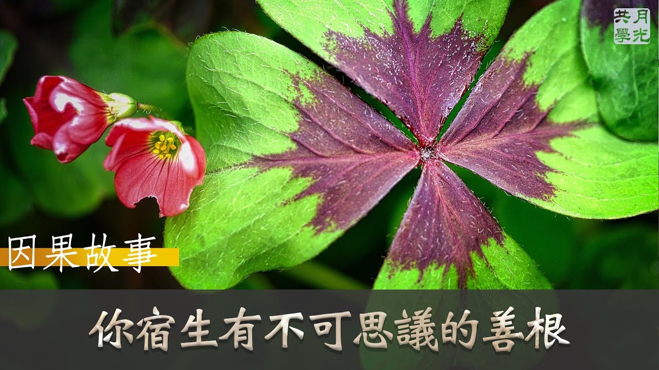 【因果故事】你宿生有不可思議的善根．福智 如俊法師導讀
