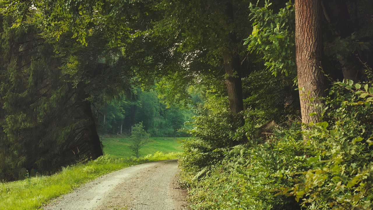 🌳 4K - Relaxing Nature Sounds For Stress Relief, Forest Sounds, Bird Song, No AI