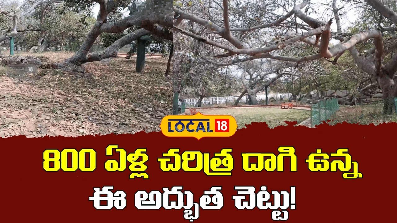 800 Year Old Banyan Tree | ఈ ఒక్క చెట్టు వెనుక 800 ఏళ్ల రహస్యం ఇదే! | #local18v